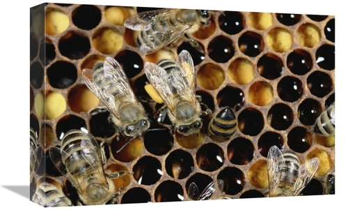 Global Gallery GCS-452421-1218-142 12 x 18 in. Honey Bee Colony on Hon