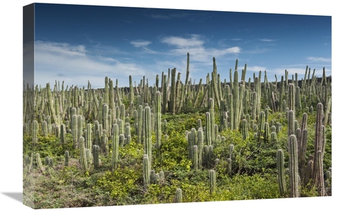 Global Gallery GCS-397949-1624-142 16 x 24 in. Pitayo De Mayo Cacti&#4