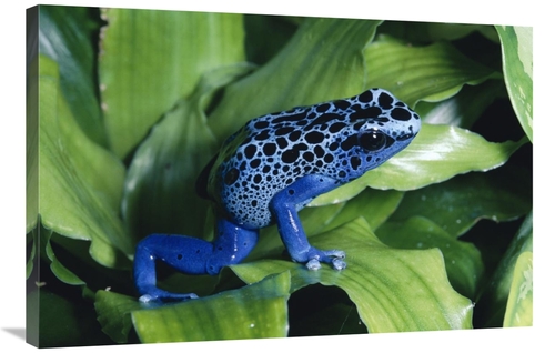 Global Gallery GCS-397253-2436-142 24 x 36 in. Blue Poison Dart Frog V