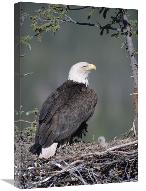 Global Gallery GCS-451901-1624-142 16 x 24 in. Bald Eagle Parent on Ne
