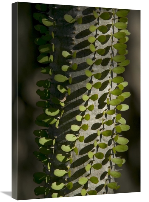 Global Gallery GCS-398109-2030-142 20 x 30 in. Madagascan Ocotillo Sho