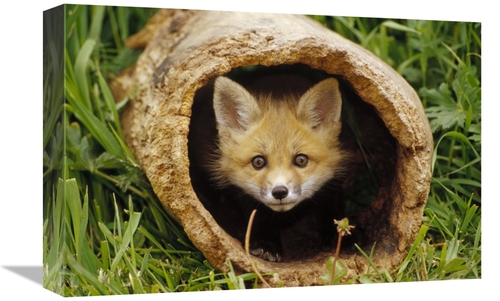 Global Gallery GCS-452950-1218-142 12 x 18 in. Red Fox Kit in Log,