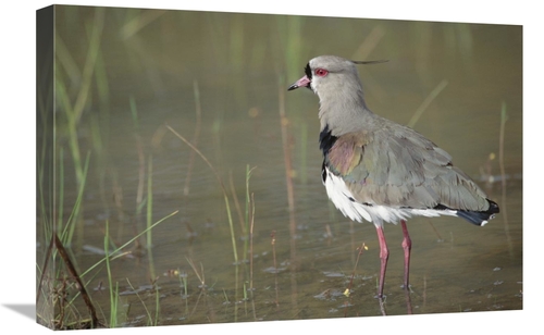 Global Gallery GCS-451474-1624-142 16 x 24 in. Southern Lapwing in Mar