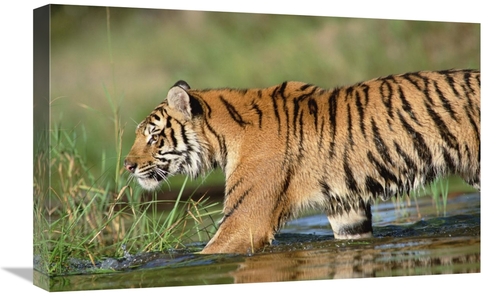 Global Gallery GCS-451987-1624-142 16 x 24 in. Siberian Tiger Walking 