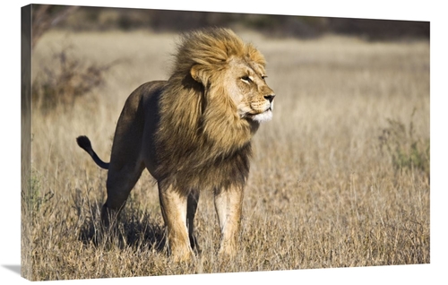 Global Gallery GCS-397435-2436-142 24 x 36 in. African Lion Male, 
