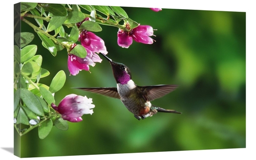 Global Gallery GCS-397224-2030-142 20 x 30 in. Magenta-Throated Woodst