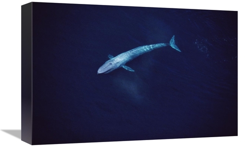 Global Gallery GCS-450601-1218-142 12 x 18 in. Blue Whale Aerial VIew 