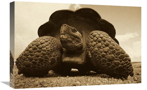 Global Gallery GCS-453673-1624-142 16 x 24 in. Galapagos Giant Tortois