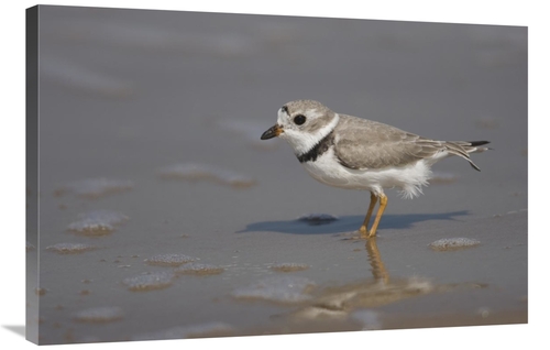 Global Gallery GCS-453332-2436-142 24 x 36 in. Piping Plover Wading in