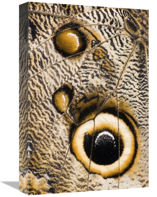 Global Gallery GCS-397357-1218-142 12 x 18 in. Atreus Owl Butterfly Wi