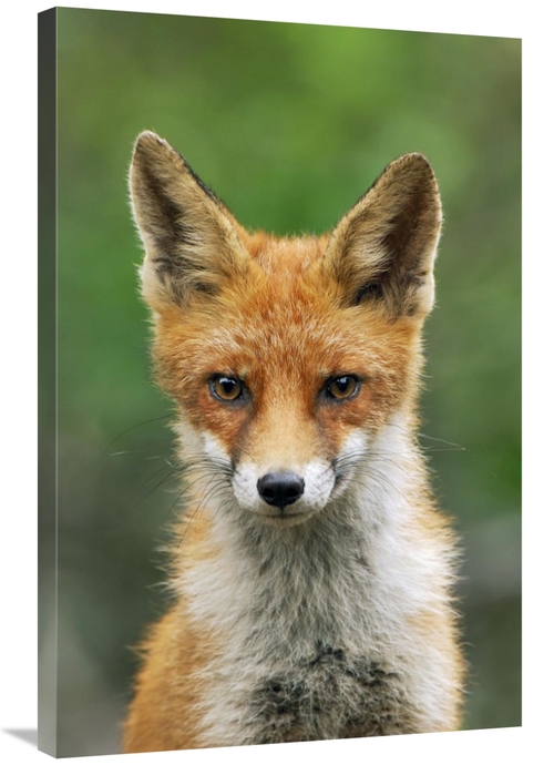 Global Gallery GCS-398282-2436-142 24 x 36 in. Red Fox, Hoge Veluw