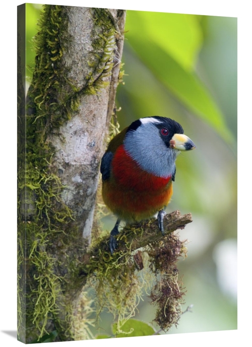 Global Gallery GCS-397256-2436-142 24 x 36 in. Toucan Barbet, Ecua