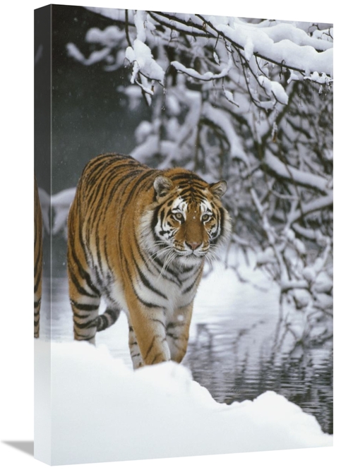 Global Gallery GCS-398512-1624-142 16 x 24 in. Siberian Tiger Walking 