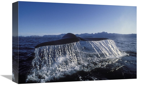 Global Gallery GCS-451103-1218-142 12 x 18 in. Blue Whale Tail, Se
