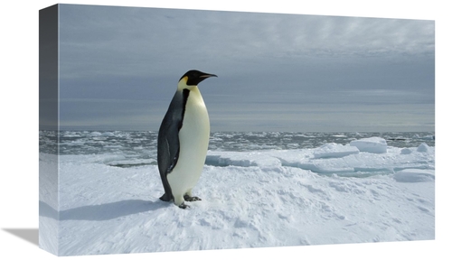 Global Gallery GCS-451723-1218-142 12 x 18 in. Emperor Penguin on Fast