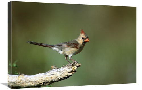 Global Gallery GCS-453290-2030-142 20 x 30 in. Northern Cardinal Femal