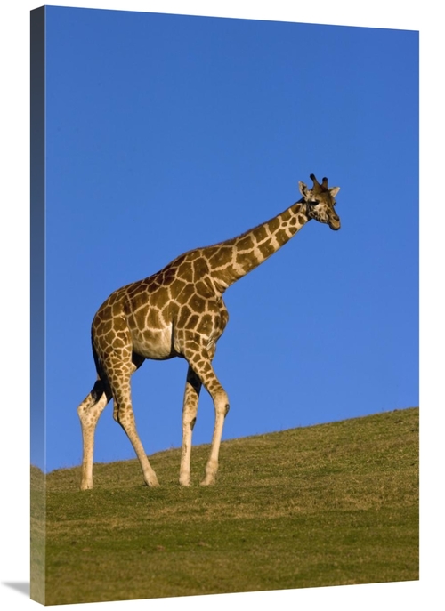 Global Gallery GCS-398145-2436-142 24 x 36 in. Rothschild Giraffe Walk