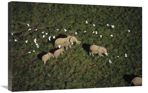 Global Gallery GCS-396801-2030-142 20 x 30 in. African Elephant Parent