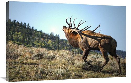 Global Gallery GCS-486514-36-142 36 in. The Bull Challenger Art Print 