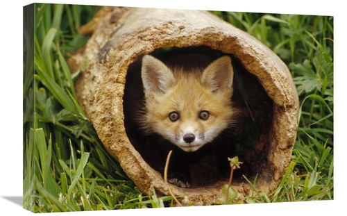 Global Gallery GCS-452950-1624-142 16 x 24 in. Red Fox Kit in Log,