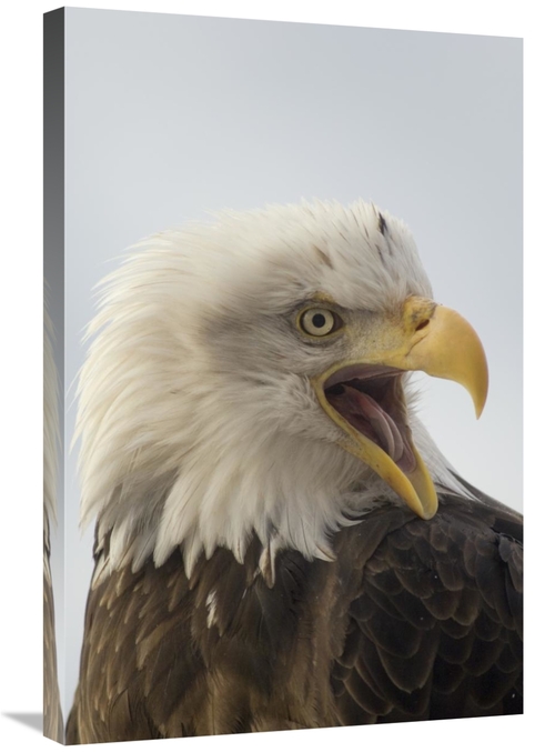 Global Gallery GCS-451932-2030-142 20 x 30 in. Bald Eagle Calling,