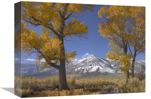 Global Gallery GCS-396406-1216-142 12 x 16 in. Cottonwood Trees, F