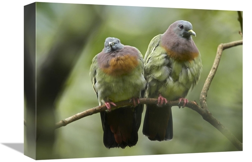 Global Gallery GCS-396500-1216-142 12 x 16 in. Pink-Necked Green-Pigeo