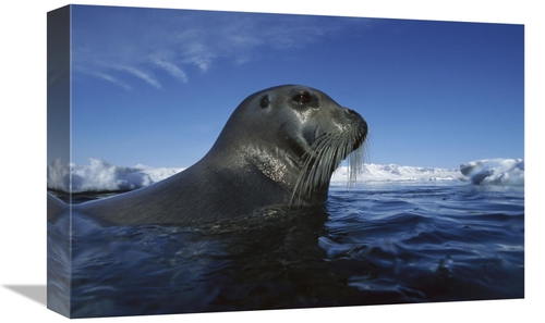 Global Gallery GCS-450927-1218-142 12 x 18 in. Bearded Seal Surfacing&