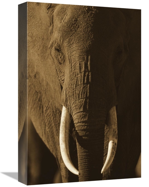 Global Gallery GCS-395920-1218-142 12 x 18 in. African Elephant Male P