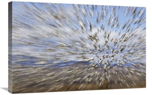 Global Gallery GCS-398527-2030-142 20 x 30 in. Snow Goose Massive Floc
