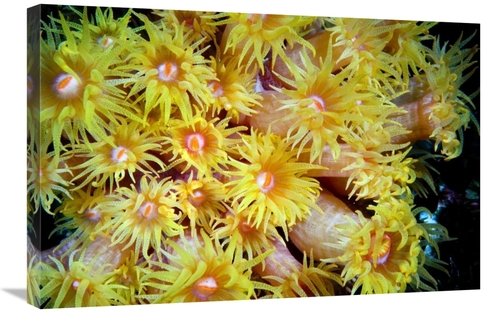 Global Gallery GCS-398219-2030-142 20 x 30 in. Orange Cup Coral, R