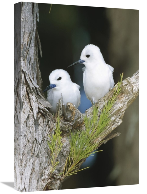 Global Gallery GCS-451446-1624-142 16 x 24 in. White Tern Pair Establi