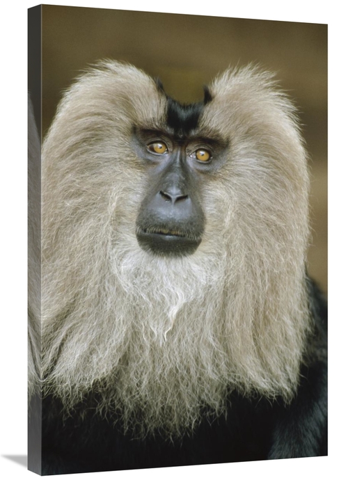 Global Gallery GCS-452436-2030-142 20 x 30 in. Lion-Tailed Macaque Por