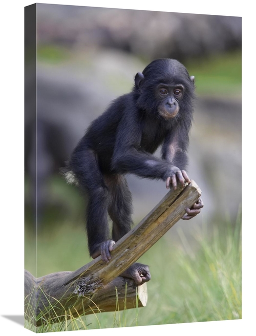 Global Gallery GCS-450857-1624-142 16 x 24 in. Bonobo Baby on Log,