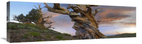 Global Gallery GCS-396962-1236-142 12 x 36 in. Foxtail Pine Tree, 