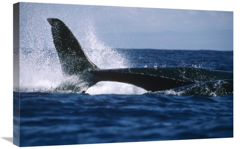 Global Gallery GCS-450587-2030-142 20 x 30 in. Humpback Whale Lashing 