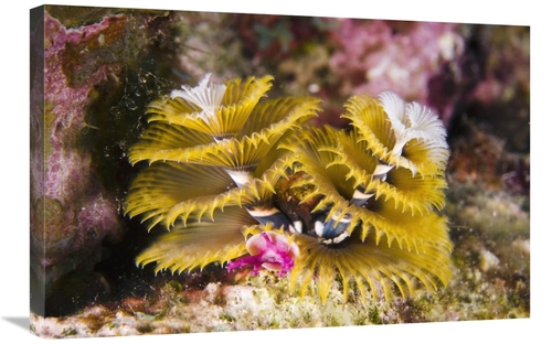 Global Gallery GCS-397895-2030-142 20 x 30 in. Christmas Tree Worm Fil