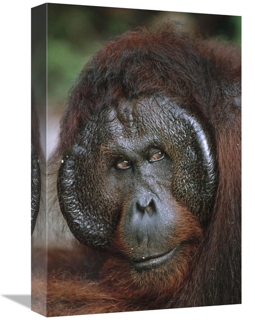 Global Gallery GCS-452481-1218-142 12 x 18 in. Orangutan Old Male,