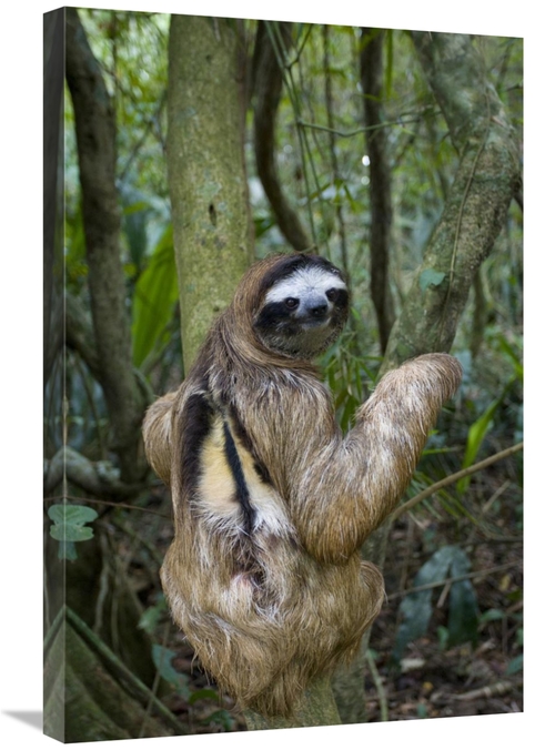 Global Gallery GCS-395847-2030-142 20 x 30 in. Brown-Throated Three-To