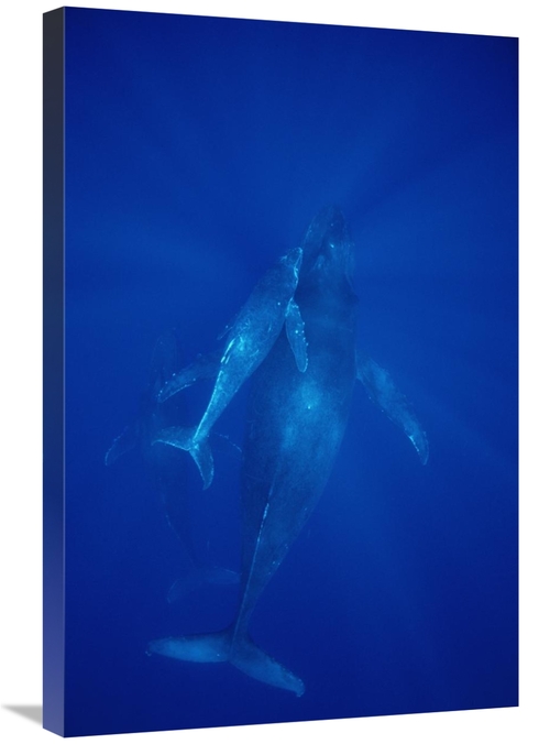 Global Gallery GCS-451039-2030-142 20 x 30 in. Humpback Whale Cow,