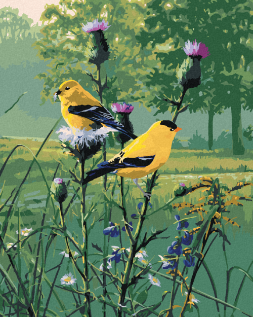 Zuty - Paint by Numbers â€“ GOLDFINCH ON A THISTLE (JAMES HAUTMAN),