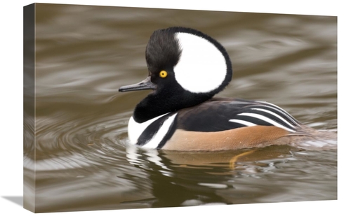 Global Gallery GCS-397370-1624-142 16 x 24 in. Hooded Merganser Male&#