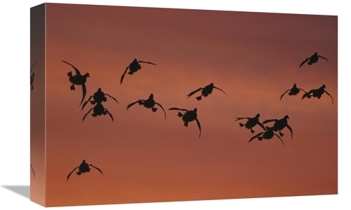 Global Gallery GCS-453282-1218-142 12 x 18 in. Canvasback Duck, Fl