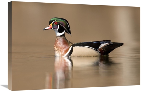 Global Gallery GCS-397401-2030-142 20 x 30 in. Wood Duck Male in Breed