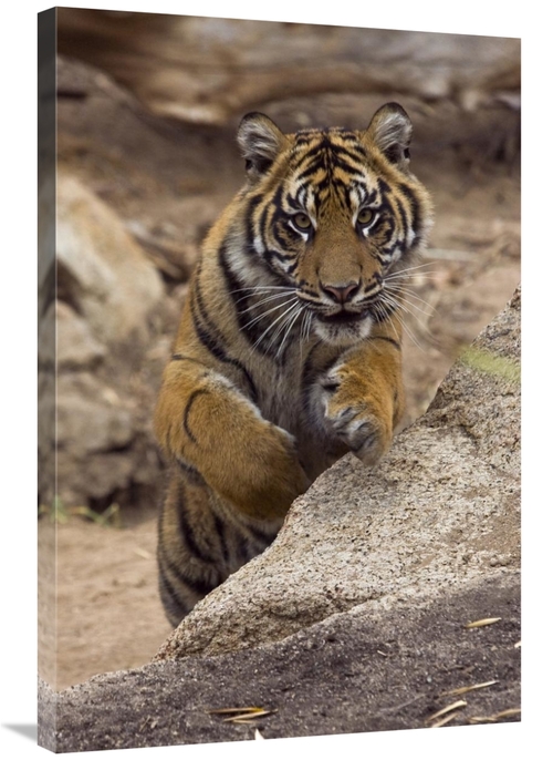 Global Gallery GCS-450922-2436-142 24 x 36 in. Sumatran Tiger Cub Jump