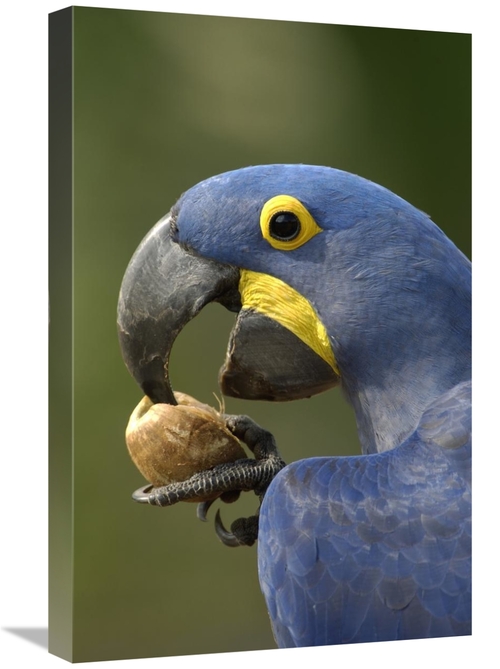 Global Gallery GCS-397887-1624-142 16 x 24 in. Hyacinth Macaw in Cerra