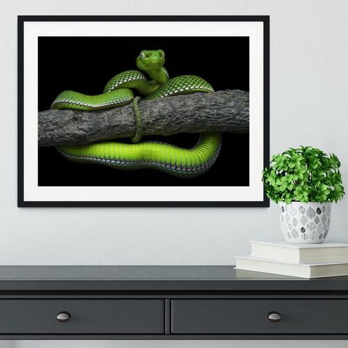 Green Trimeresurus Vogeli Snake Framed Print