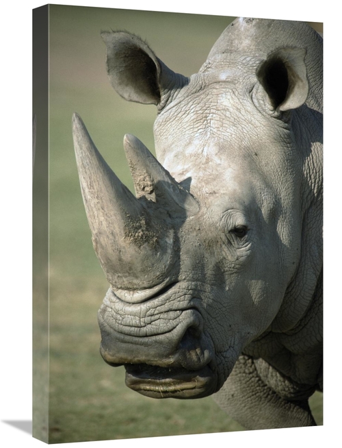 Global Gallery GCS-450818-1624-142 16 x 24 in. White Rhinoceros Portra