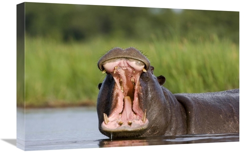 Global Gallery GCS-397439-1624-142 16 x 24 in. Hippopotamus Male Displ