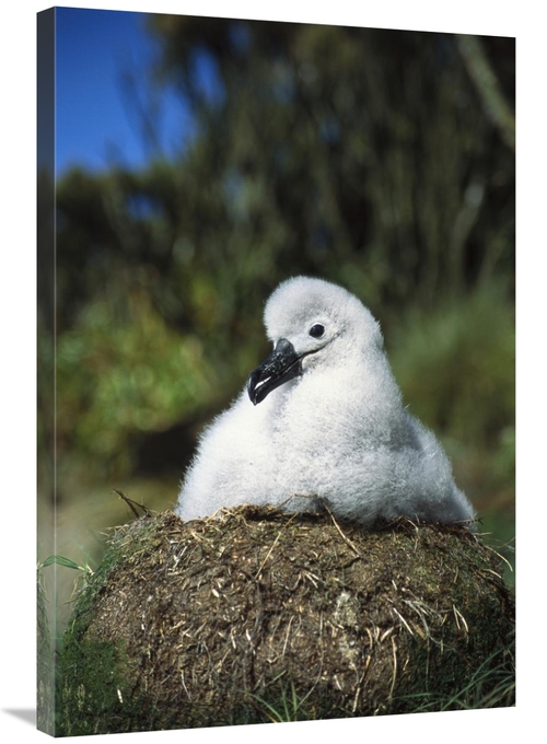 Global Gallery GCS-451625-2436-142 24 x 36 in. Campbell Albatross Port